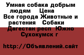 Умная собака добрым людям. › Цена ­ 100 - Все города Животные и растения » Собаки   . Дагестан респ.,Южно-Сухокумск г.